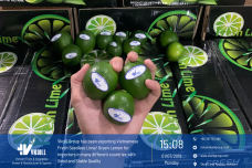 THE THINGS YOU NEED TO KNOW ABOUT VIETNAM GREEN SEEDLESS LIME MARKET