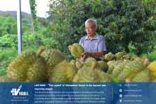 LAM DONG - "THE "CAPITAL" OF VIETNAM FRESH DURIAN IN THE HARVESTING AND EXPORTING SEASON