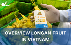 OVERVIEW OF VIETNAMESE FRESH LONGAN FRUIT