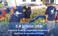 [INDUSTRY INSIGHTS] Vietnam Fruit and vegetable exports in the first 6 months of 2024 reached 3.4 billion USD