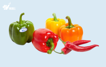 FRESH CHILLIES - BELL PEPPER