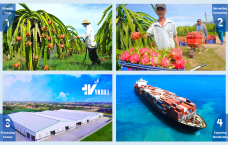 THE TOP EXPORTER - FACTORY OF FRESH DRAGON FRUITS FROM VIETNAM