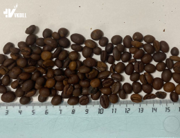 ROASTED ROBUSTA COFFEE BEAN